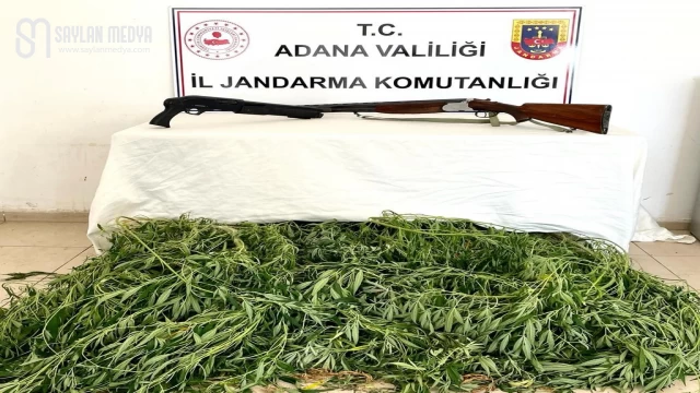 Adana İl Jandarma, bir çok ilçede Kök Kenevir ve ruhsatsız tabanca ele geçirdi