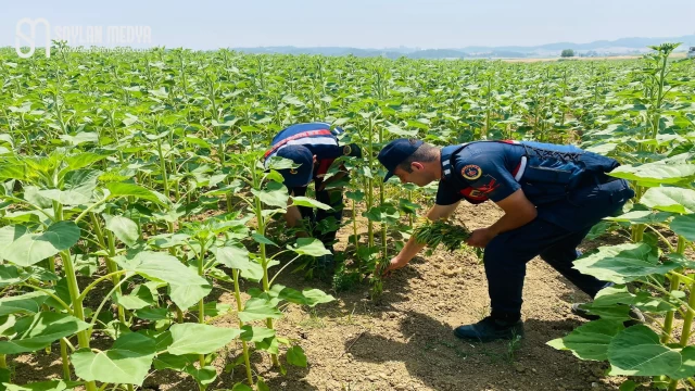 Ayçiçek Tarlasında Kök Kenevir Ele Geçirildi