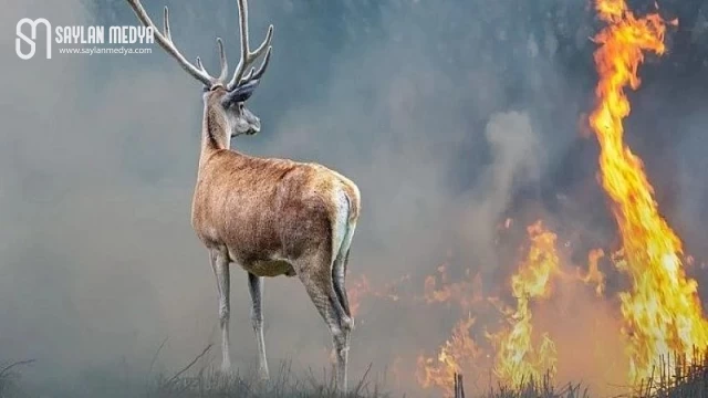 Yangınlar Sadece Ormanlara Değil, Yaban Hayatına da Zarar Veriyor