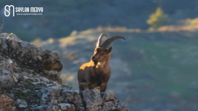 Adıyaman’da yaban keçisi avı 508 bin liraya mal oldu!