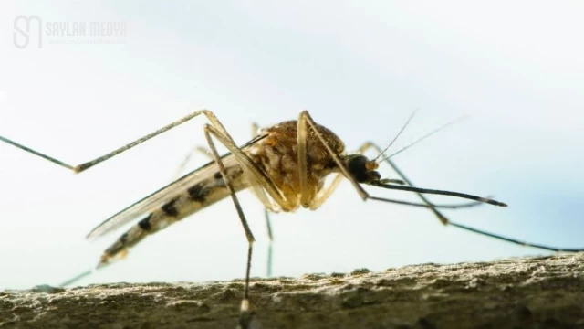 Dikkat! Aedes sivrisinekleri Türkiye’de!