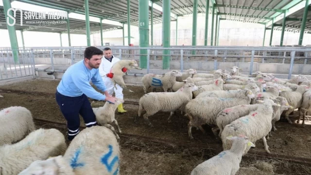 Hayvansal Üretim’de büyükbaş azaldı, küçükbaş arttı