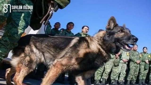 Meksika Ordusu’nun kahraman köpeği ’Proteo’ Türkiye görevinde öldü