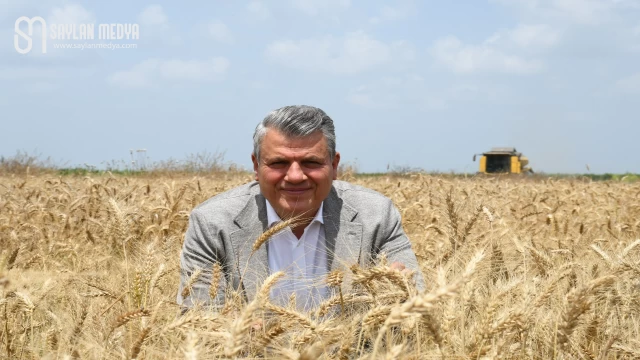 Çukurova'da buğday hasadı sürüyor ancak alım fiyatı hala açıklanmadı