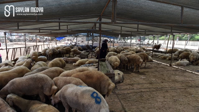 Seyhan'da Kurban Satış ve Kesim Yerleri Belirlendi