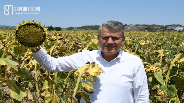 "Ayçiçeği üreticisi fiyat ve alım bekliyor"