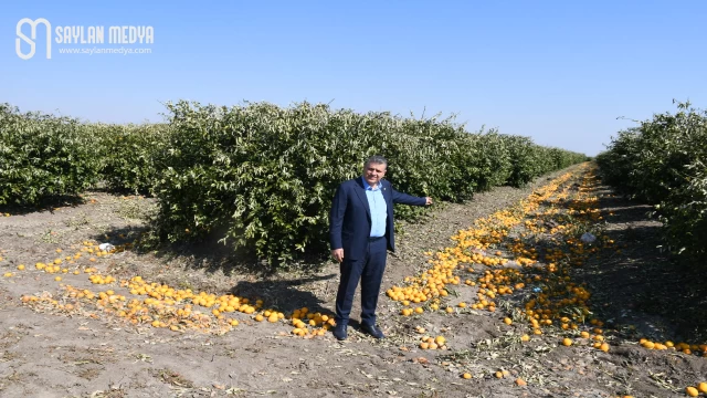 Ayhan Barut, bahçelerde limon yere dökülüyor, üretici ağaçları kesmek zorunda kalıyor