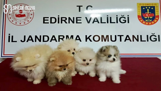 5 köpek yakalandı!